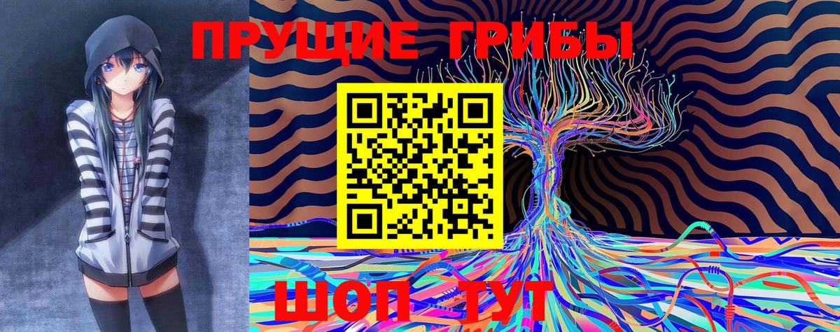 Псилоцибиновые грибы Psilocybine cubensis Сосновый Бор
